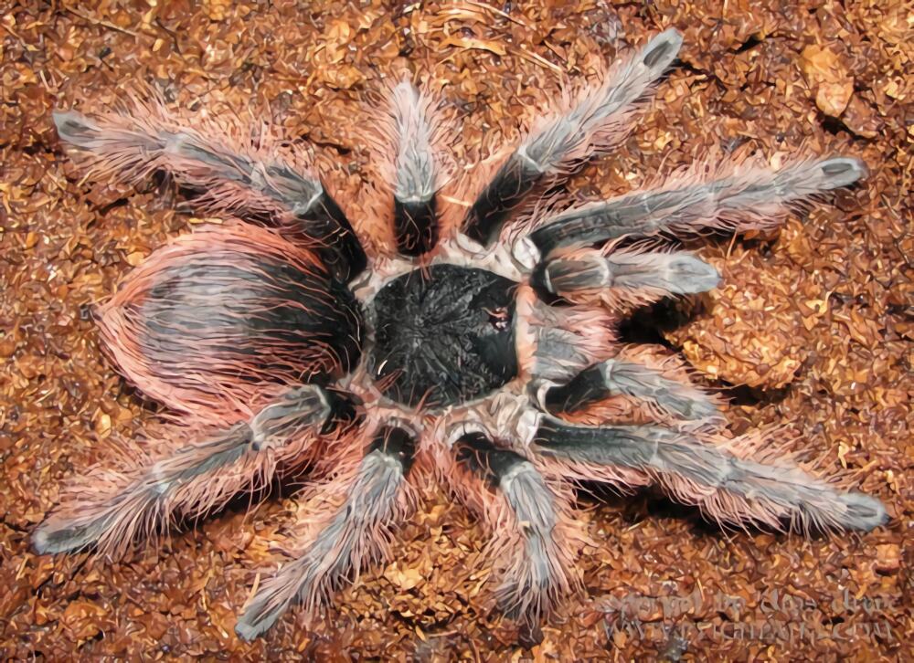 巴西橙间食鸟身份信息