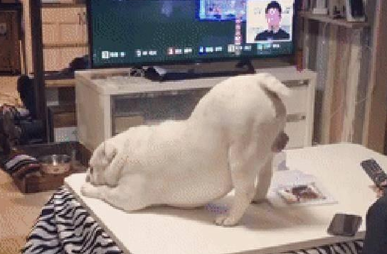 狗狗向主人撒娇,撅起屁股对着她求摸摸