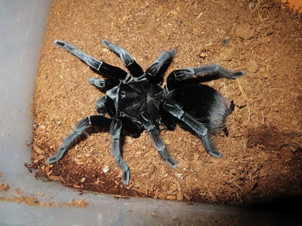 玻利维亚钢铁蓝身份信息