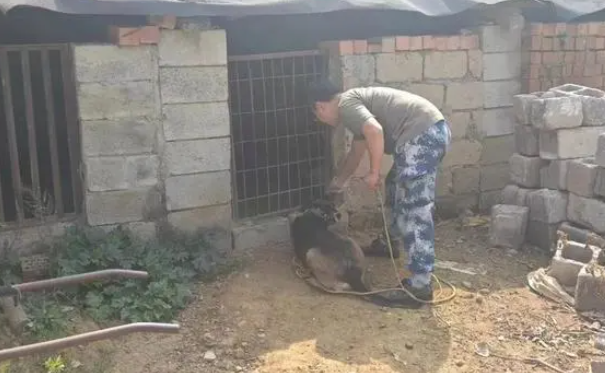 厉害!这只警犬找回了一群小香猪