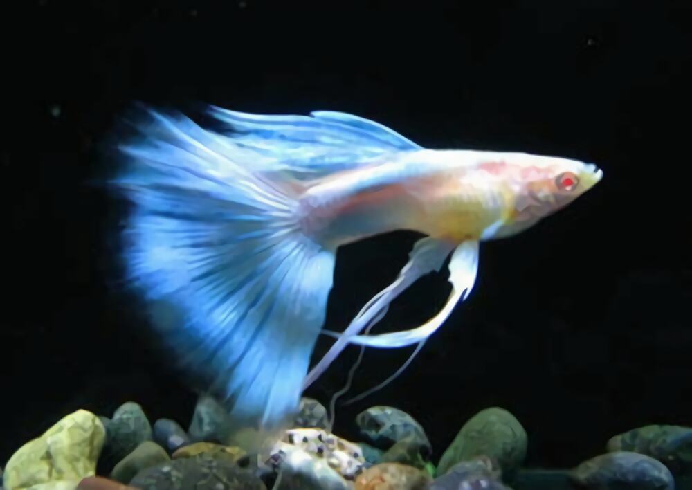 孔雀鱼身份信息