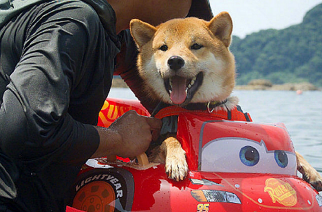 男子带柴犬飘流，本认为它会担心，結果狗狗的神情太搞笑了