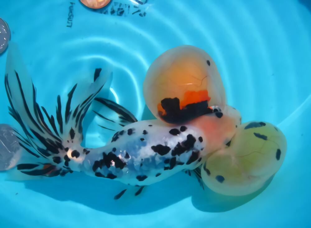 花水泡身份信息