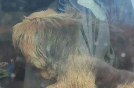 小狗被主人困车内中暑奄奄一息,猛男抄起巨斧怒砸车窗营救