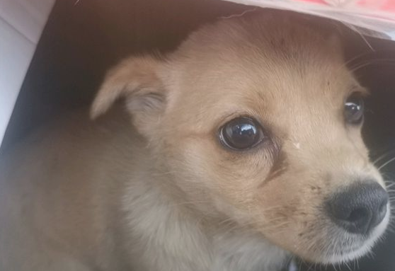 女孩儿回家的道上捡一条狗狗,上一洗手间回家见到狗狗后她差点儿笑喷