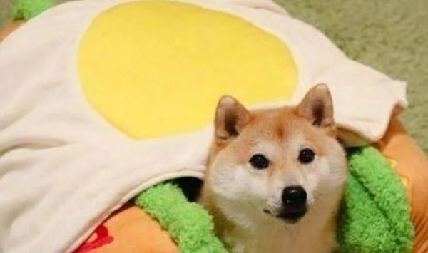 柴犬看到新买的狗窝,直接躺上去,主人随口说一话,狗狗被吓坏了