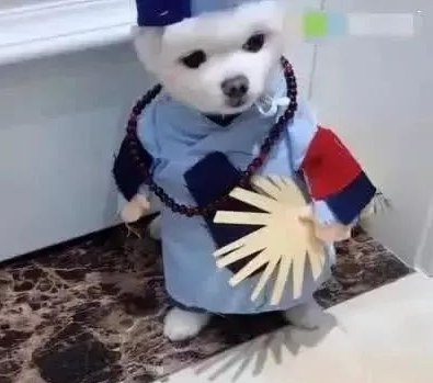 狗狗被主人打扮成济公