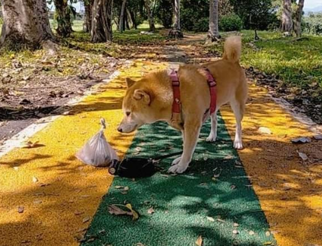 柴犬挣脱绳子，越叫越走气死人！最后主人用妙招让它乖乖回来