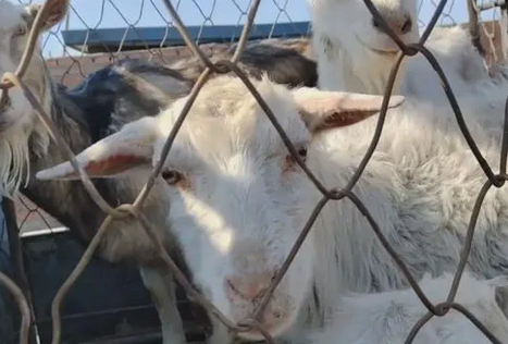 揪心,看了一辈子的老牧羊犬和怀孕的羊险些进了屠宰场