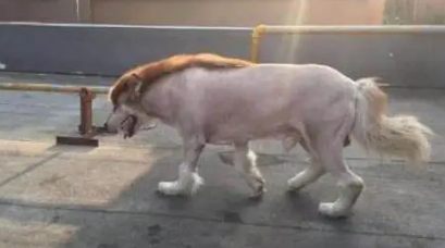 主人因出差,把阿拉斯加犬寄养在父亲家,回来接时狗狗变成这模样