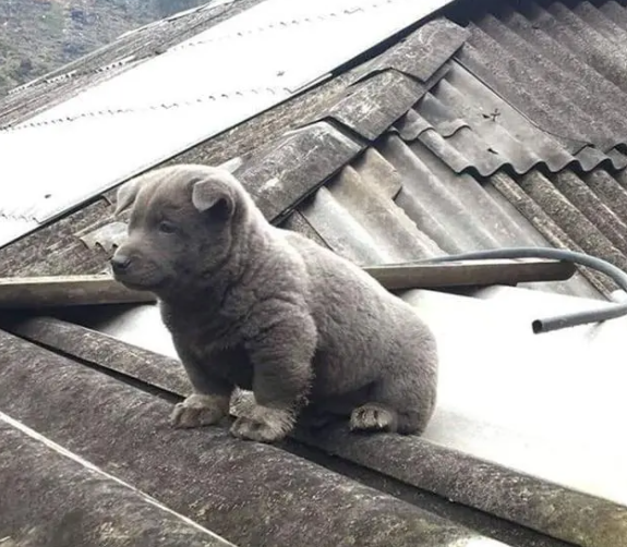 长得像猫的狗,仗着外形嘚瑟,直到遇上大哥