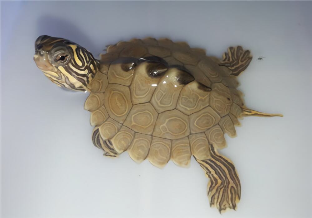 北部黑瘤地图龟身份信息