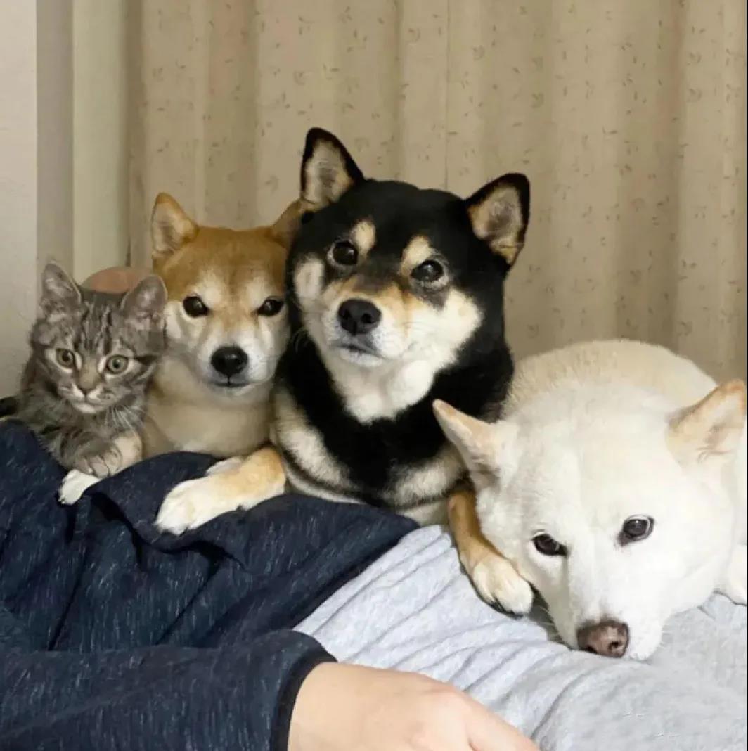 猫狗同养,是猫咪逐渐“狗化”?还是狗狗逐渐“猫化”?