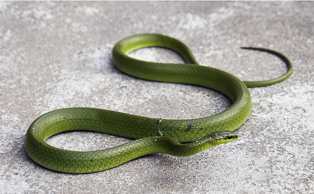 翠青蛇身份信息