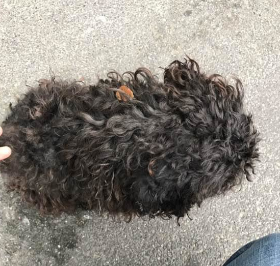捡到的狗狗全身上下毛发看不出啥种类,减去毛发一瞬间变成门面担当