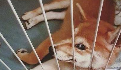 主人上厕所不关门,结果柴犬竟学会站着小便