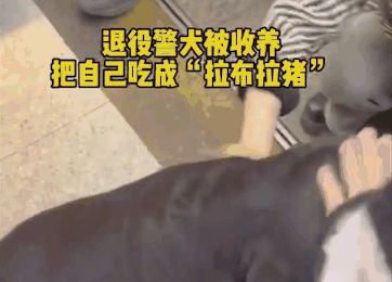警犬吃太胖被要求减肥,遭5000万网友围观