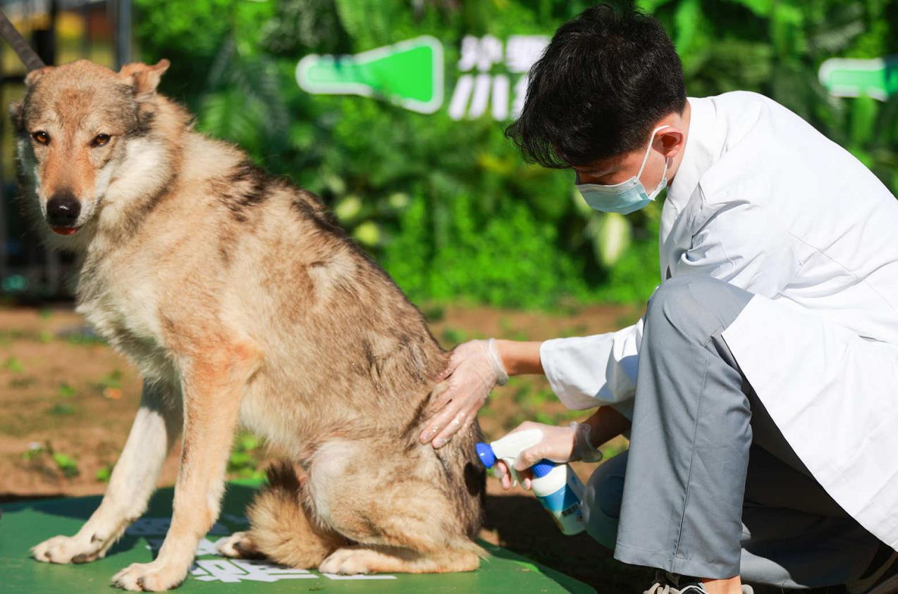 人犬合作征战障碍赛!狗巴迪勇士赛首站登陆北京
