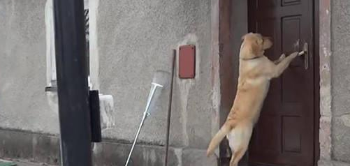 服务犬远不止导盲犬一种，甚至种类繁多