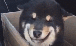 三千买回只宠物犬,朋友都说太贵,当网友打开箱子看见后觉得值得