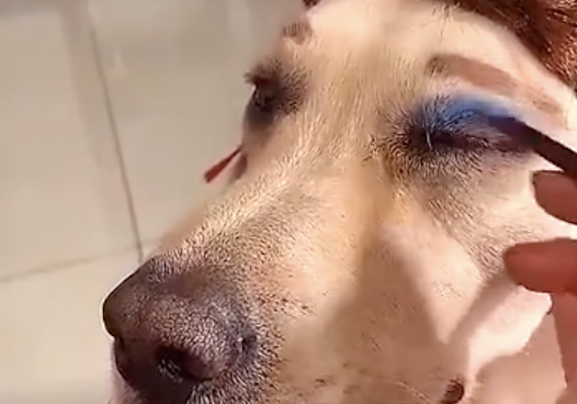 网民画妆先找狗狗练习，进行后的样子“不忍直视”，有点儿可怕呀！