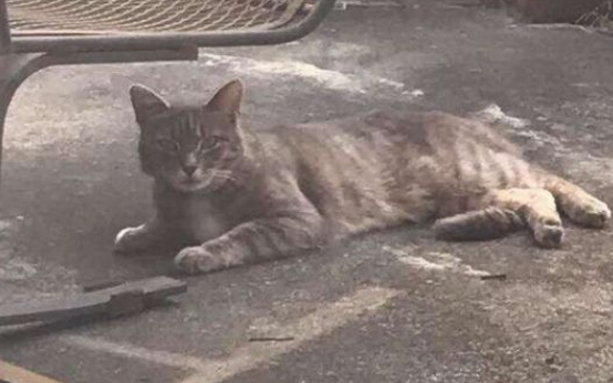 邻家猫咪时常跑院子里 只为等待狗狗好友的出现