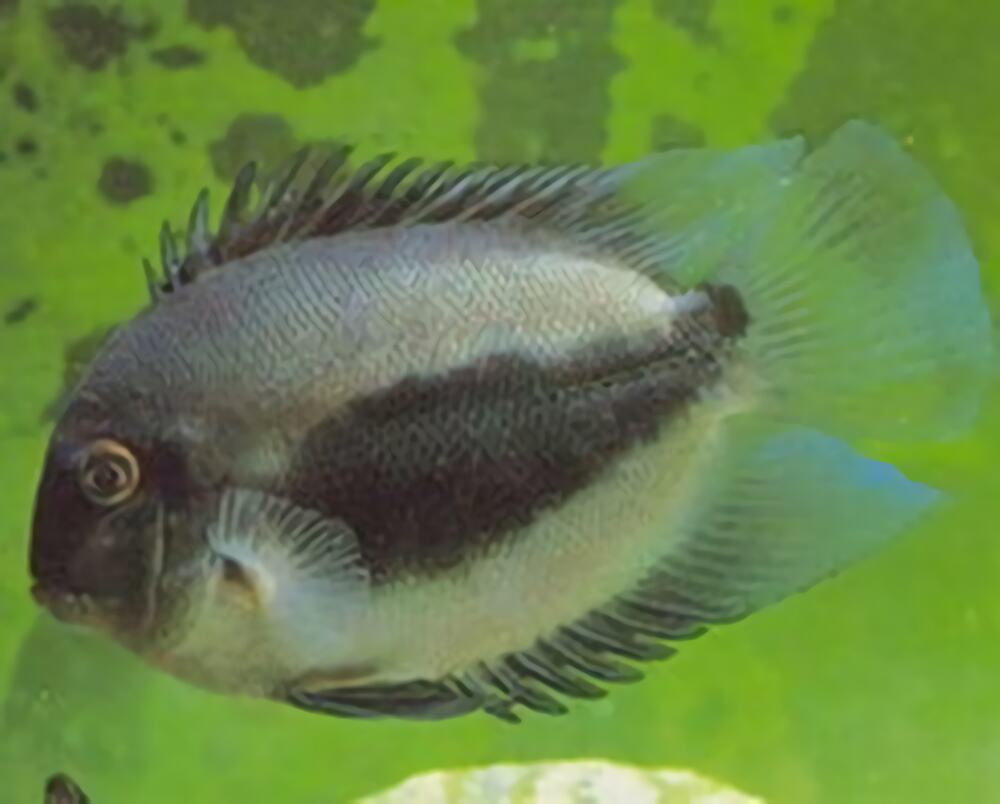 三角鲷身份信息