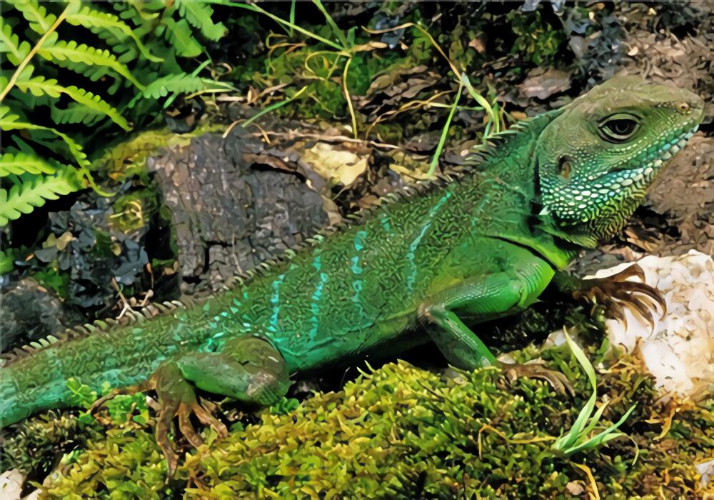 中国水龙身份信息