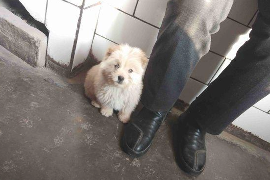 流浪犬跟在背后不离去,殊不知老妈喂个饼干后,它赖在大门口不动了