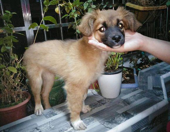小流浪犬迷途在公交车站,男孩儿进入车内后见到它追随的模样,猛然优柔寡断了