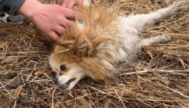 疑似遇到盗狗贼的漂亮博美,因为中毒,狗狗四肢僵硬地躺在荒地上