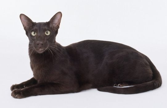 台妇人喂养流浪狗千万人感动