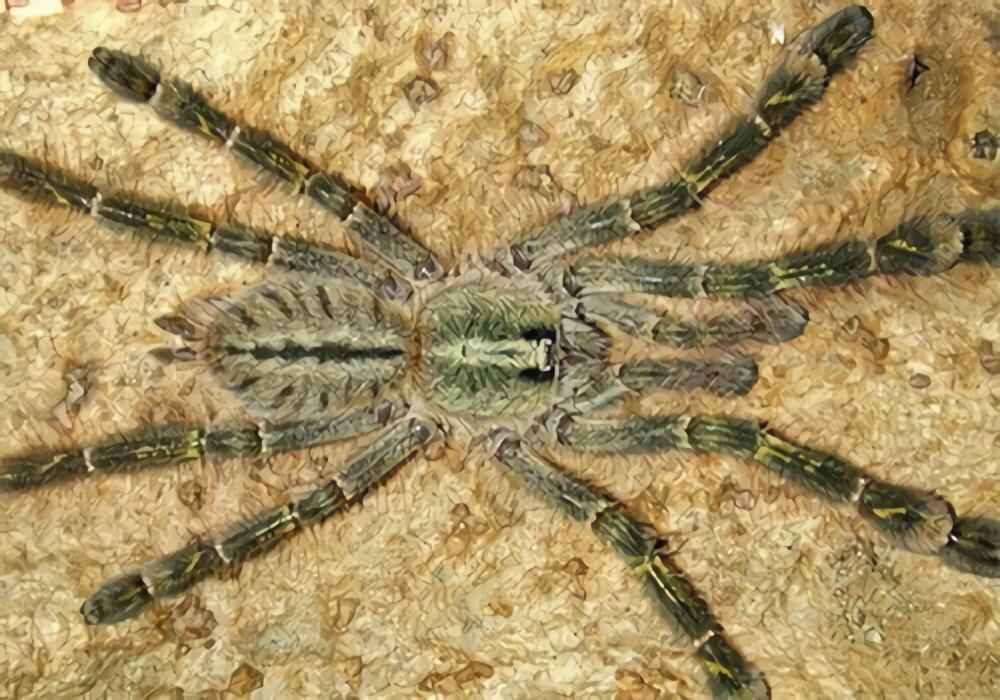 石板红华丽雨林身份信息