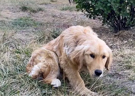 被主人打断腿自生自灭的金毛犬,历经一年,彻底改变