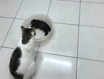 猫咪小心翼翼摸了小奶狗,狗狗顺势摔倒,猫咪一脸懵:它碰瓷