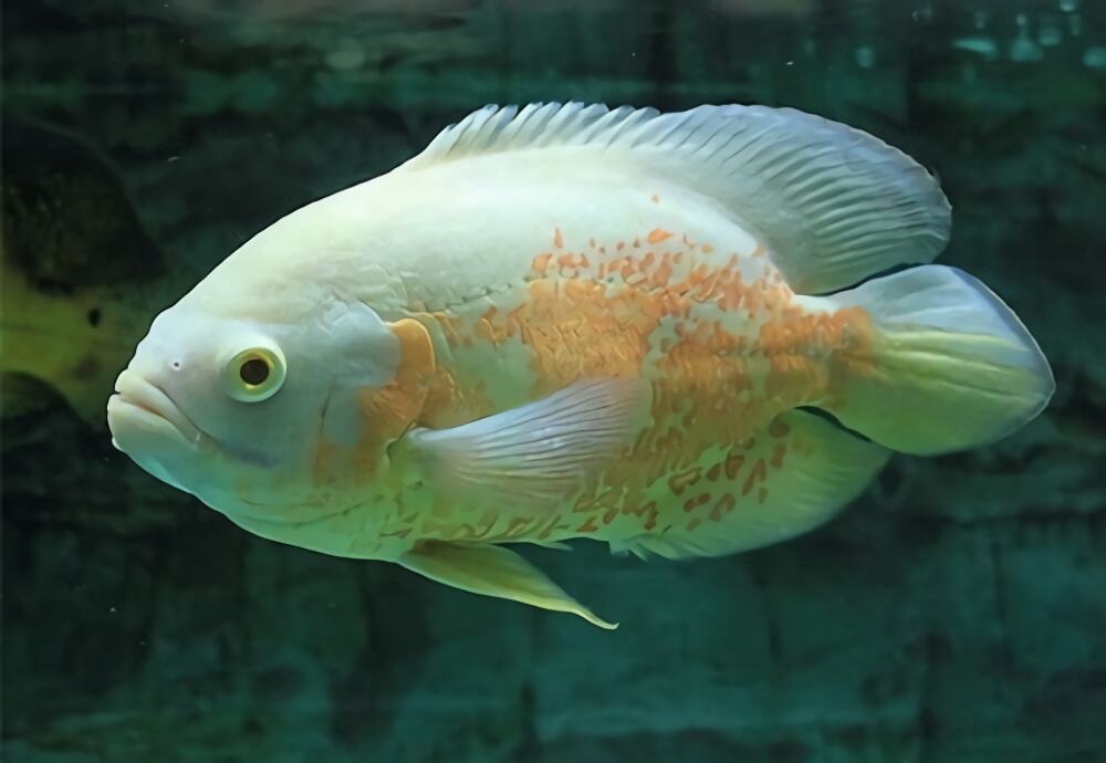 地图鱼身份信息