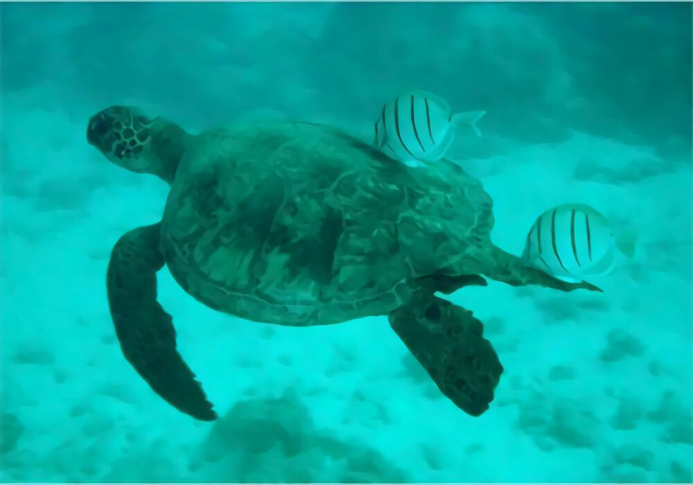 绿海龟身份信息