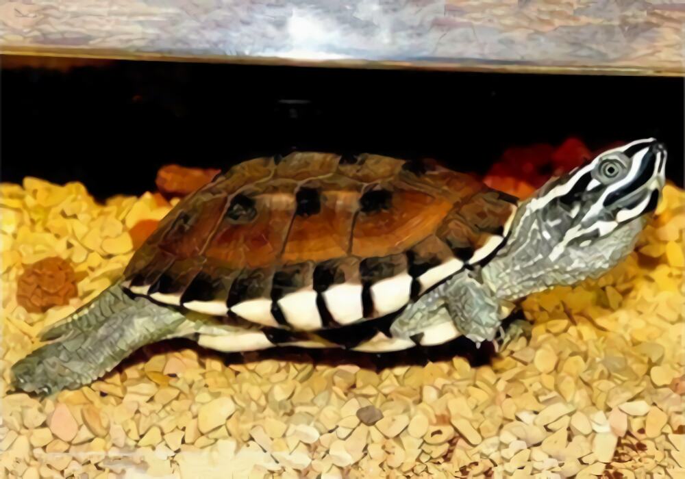 马来食螺龟身份信息