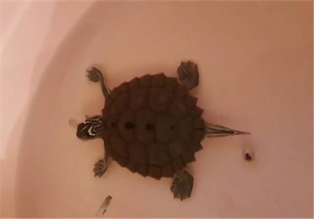 北部黑瘤地图龟身份信息