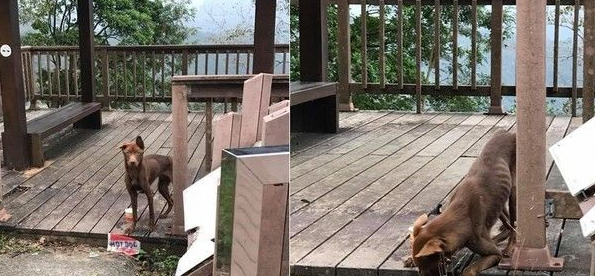 狗狗死守废凉亭 眼神悲泣瘦到肋骨凸不知在等谁