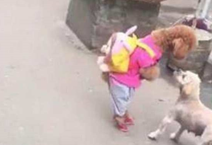 主人家带泰迪去买菜,巧遇一只小土狗,泰迪走前套近乎反被揍