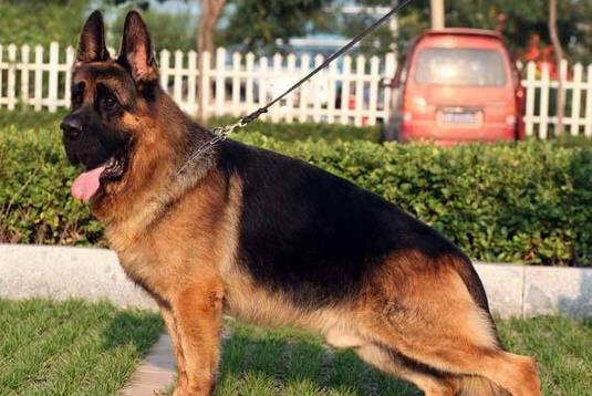 爱犬走丢 狗主人微信圈散步消息2天找回