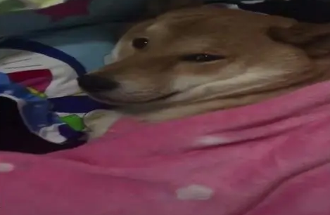 网友给柴犬买了一张小床,狗狗每天准时上床睡觉,可爱的像个孩子