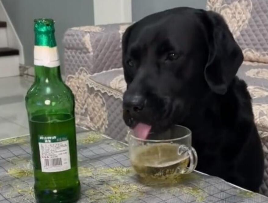 河北一宠物狗偷喝主人的啤酒,喝完酒的反应让人大赞“酒品好”