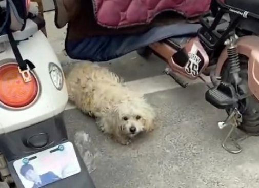 捡到一只怀孕流浪狗，带它去做绝育手术，这么做有错吗？