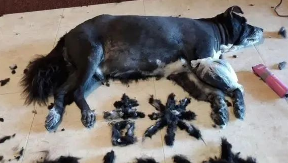 14岁家犬肿瘤复发裂开,主人剃毛拼字集气祈祷毛孩渡过难关!