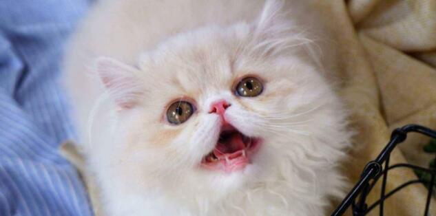 为啥要养猫猫狗狗?因为无论我几点回来,它都蹲在门口等我