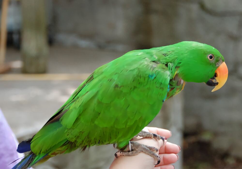 折衷鹦鹉身份信息