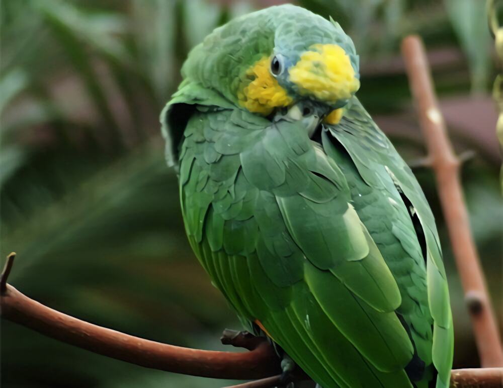 橙翅亚马逊鹦鹉身份信息