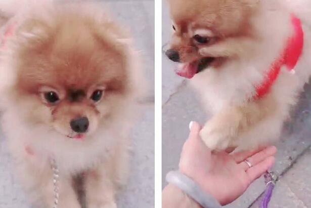 博美犬寄养乡下回来后:变得暴躁、咬人